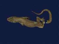 藏品(蝎虎)的圖片